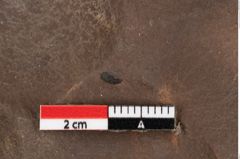 Foto (Detailsansicht) von Quercus palaeoilex Ettingshausen (NHMW-GEO-2024-0188-0776)